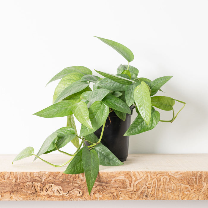 Pothos Cebu Blue