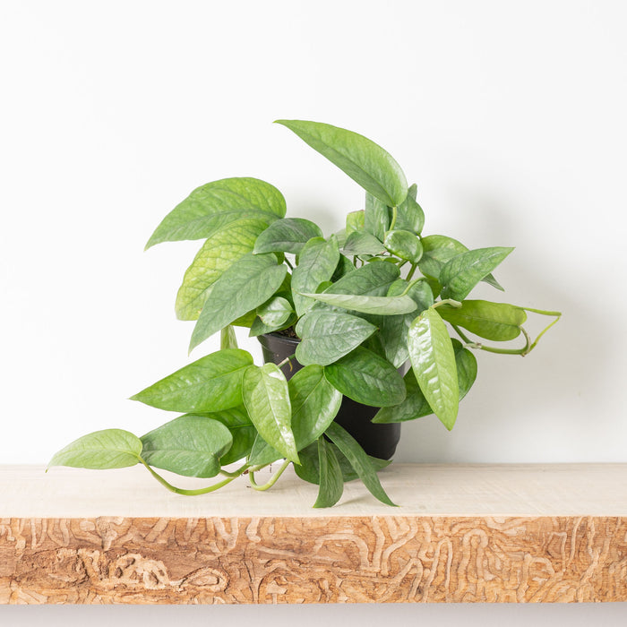 Pothos Cebu Blue