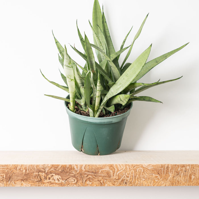 Sansevieria Silver Streak