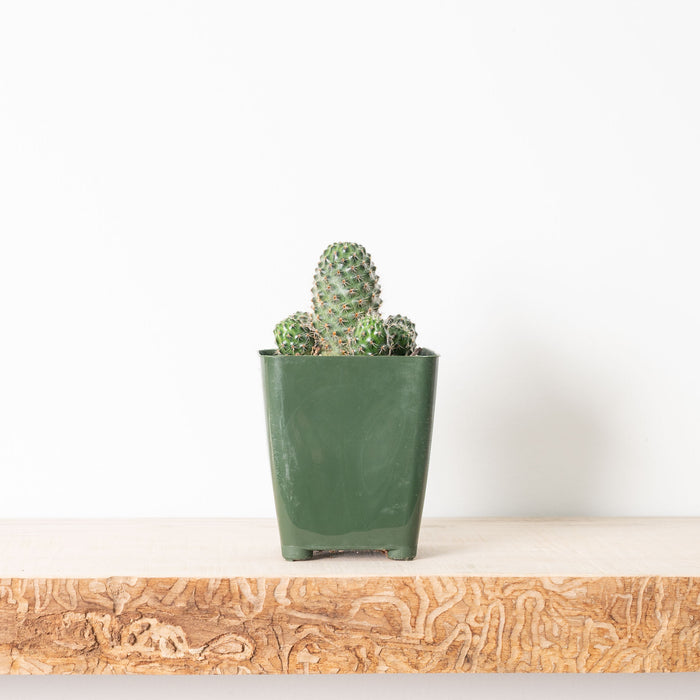 Plants