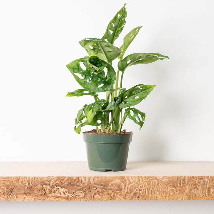 Monstera adansonii