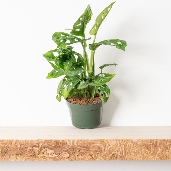 Monstera adansonii